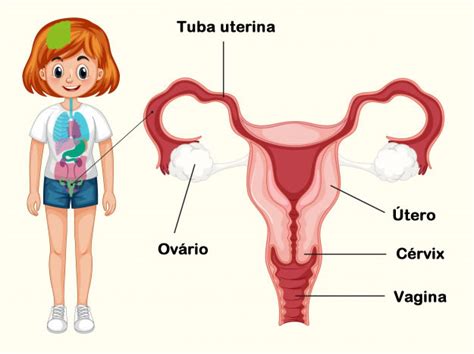 Sistema Reprodutor Feminino Anatomia Ciclo hormonal Fecundação