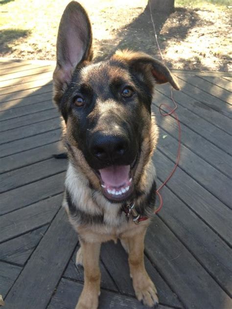 Some of us have never had dogs before and i've heard german shepherd ears are sensitive before they stand up. 28 Pictures That Prove Puppies Are Cuter When They Have One Ear Up
