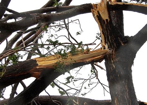 How To Prevent Emergency Tree Service This Winter Maplewood Tree Experts
