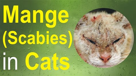 Mange Scabies In Cats Youtube