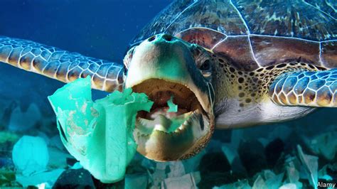 Ocean Pollution Plastic Rubbish Smells Good To Turtles Science And Technology The Economist