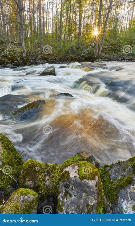 River Running Through Green Forest Stock Photo Image Of Scenic Green