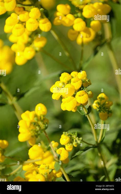 Yellow Flowers Of Calceolaria Integrifolia Bush Slipperwort Stock