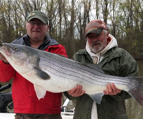 Hudson River Angler Lands 47 Inch Striped Bass Near Albany