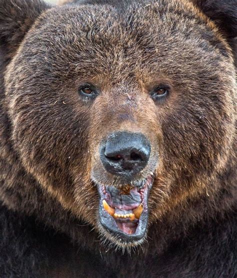 Wild Adult Brown Bear Ursus Arctos Stock Image Image Of Natural