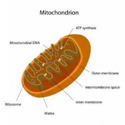 Therefore, the number of mitochondria in a cell is proportional to the energy demand of that cell. Mitochondrija ~ Mikrobiologija - kas tai?
