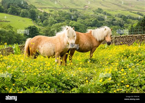Shetland Ponies Two Palomino Shetland Ponies Stood In Bright Yellow