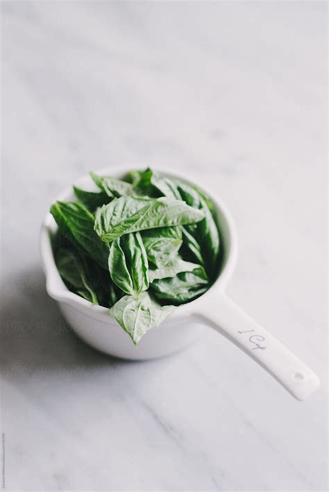 Cup Of Fresh Basil Leaves By Stocksy Contributor CWP LLC Stocksy