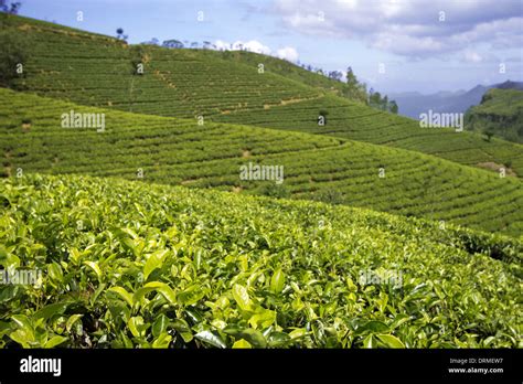 Sri Lanka Tea Garden Mountains Stock Photo Alamy