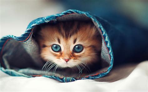 Baby Cat Cats Cute Kitten Kittens S Hd Wallpaper Wallpaperbetter