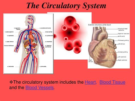 Ppt The Circulatory System Powerpoint Presentation Free Download