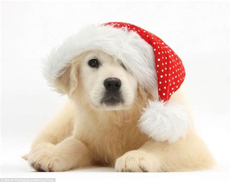 Cute Christmas Puppy Yellow Labrador Retriever Labrador Retriever
