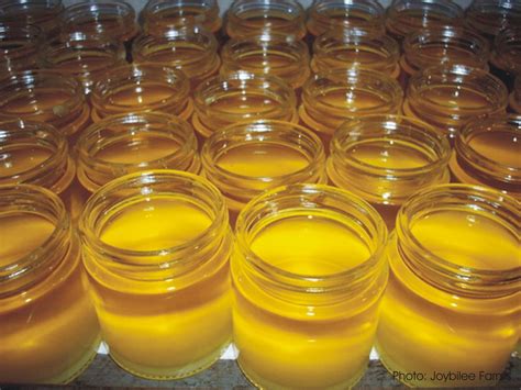 Balm of Gilead - Full Circle Adventures