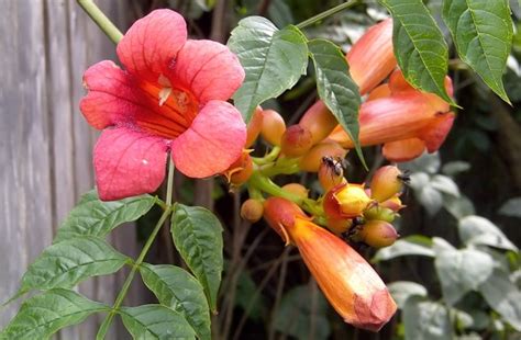 Orange trumpet vine flowers in slow motion. Orange Trumpet Flower Vine - Photorator