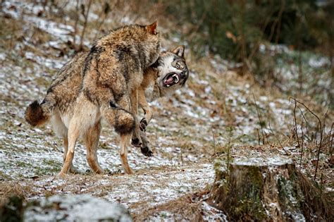 Eurasian Wolves Fight In Nature Habitat In Bavarian Forest Stock Photo