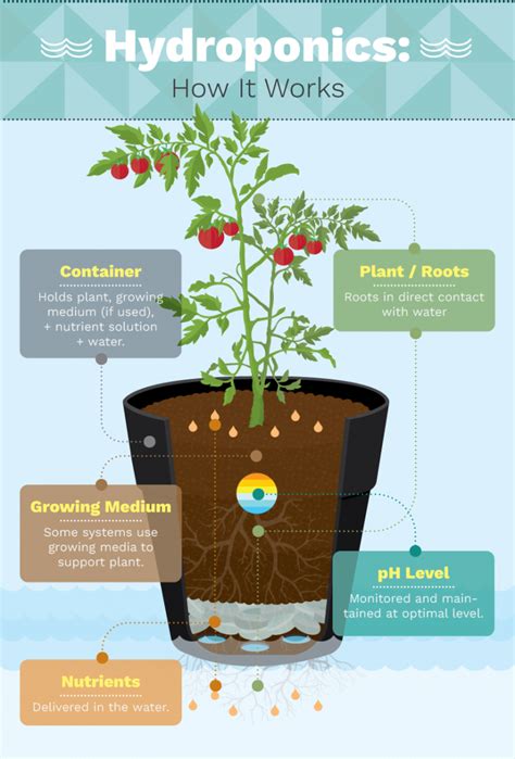 6 Different Hydroponic Gardening Systems For Growing Food Eco Snippets