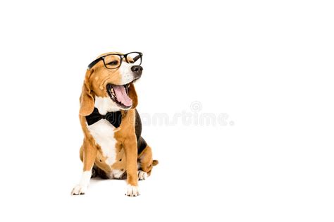 Funny Beagle Dog Yawning And Wearing Eyeglasses And Bow Tie Stock Photo
