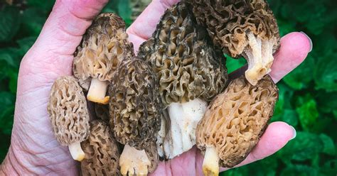 Foraging Morel Mushrooms Identification And Look Alikes In 2022