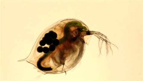 Long Term Study Shows Water Fleas Adapt To Sunscreen Ingredients Folio