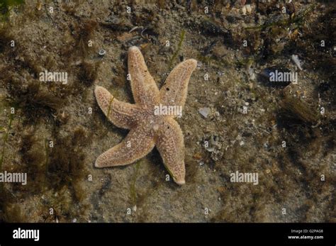 Common Starfish Common Sea Star Asterias Rubens In A Rock Pool At
