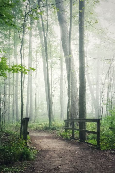 A Bridge On A Forest Path On A Mystical Foggy Morning The Way To