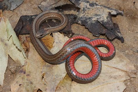 Red Bellied Snake Storeria Occipitomaculata Amphibians And Reptiles