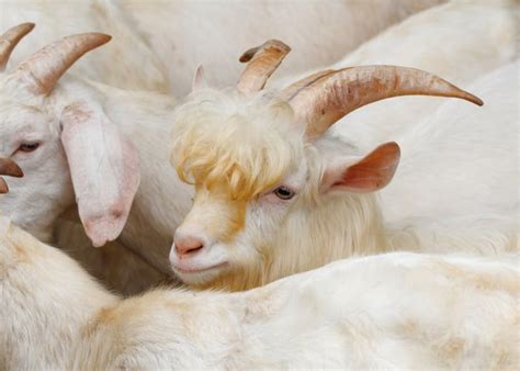 Goats With Hair SaranaYanis