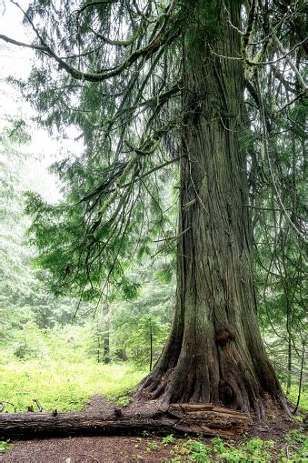 Old Growth Cedar Tree In A Damp Dank Forest Stock Photo Download