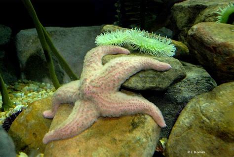 Pink Sea Star Pisaster Brevispinus Aquarium Atlanta G Flickr