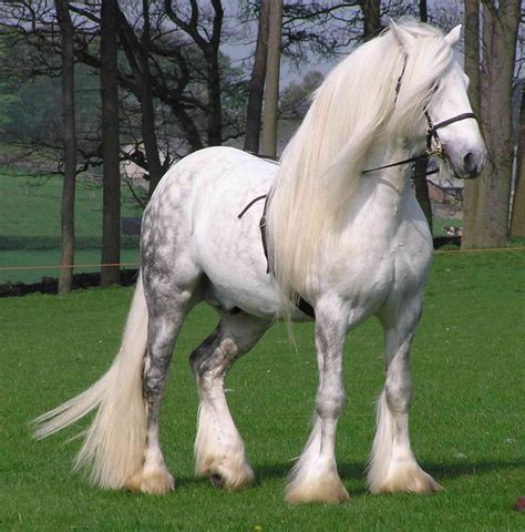 beautifully magnificent horses    world