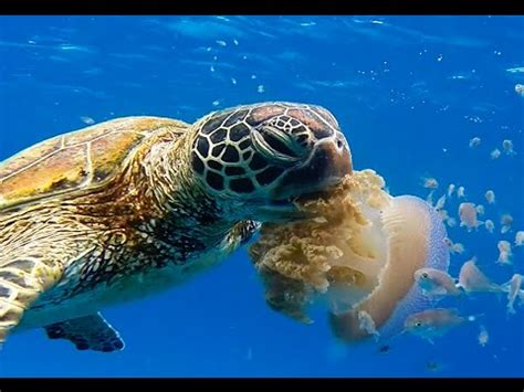 Turtle Eats Jellyfish Youtube