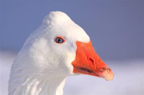 White Goose Stock Image Image Of Head Funny White Goose 2025067