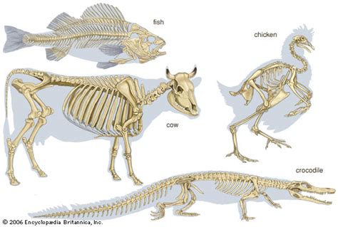 Animal Skeleton Moving And Growing