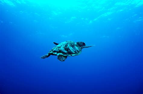 Free Images Sea Turtle Reptile Scuba Diving Marine Biology