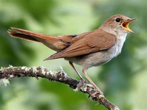 The Symbolism of the Nightingale | How Much Does Your Passion for Life ...