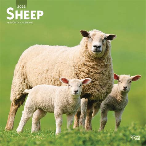 Sheep 2023 Square Wall Calendar Ascension Browntrout