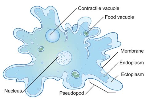The number of species of protists, as well as the number of individuals for each species, is tremendous. 8.4: Protozoa - Biology LibreTexts