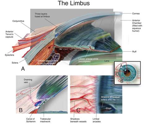 The Limbus Eye Anatomy Anatomy Eye Facts