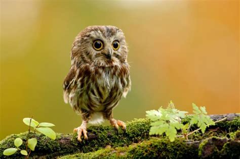 Baby Animals Cute Baby Owl