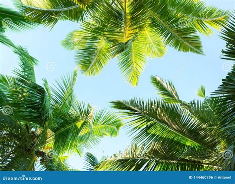 Coconut Palm Trees On Sky Background Low Angle View Stock Photo