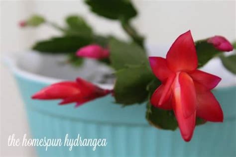 Is your christmas cactus blooming in november? How to Care for a Christmas Cactus - The Homespun Hydrangea