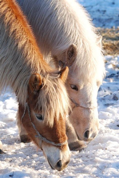 images  yakut pony  pinterest