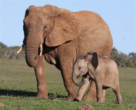 Elefantes em extinção Saiba mais sobre a caçada de marfim dos
