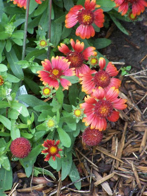 Searchable database of plants of northeast kansas. 30 Kansas Gardening ideas | plants, perennials, garden