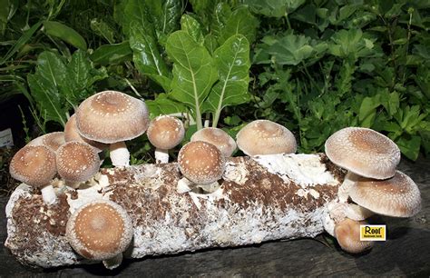 Best Mushroom Growing Kit Reviews And Buyers Guide