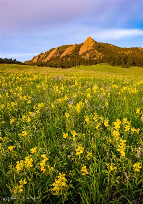 We did not find results for: Boulder Colorado Flatirons Wildflower Photos 05 - Scenic ...
