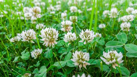 White Clover Has Key Role To Play In Urban Evolution
