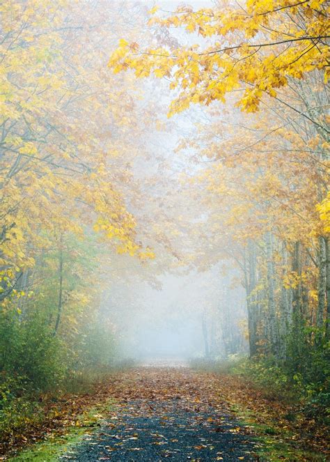 Misty Autumn Forest Path Wallpapers Wallpaper Cave