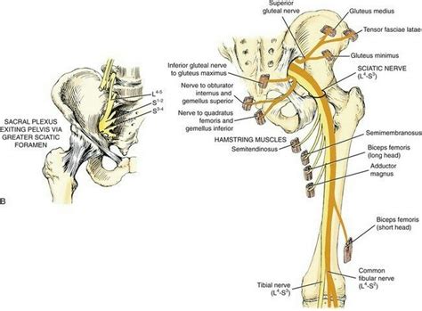 Pin By Kayla Anglin Moore On Pm And R Human Anatomy And