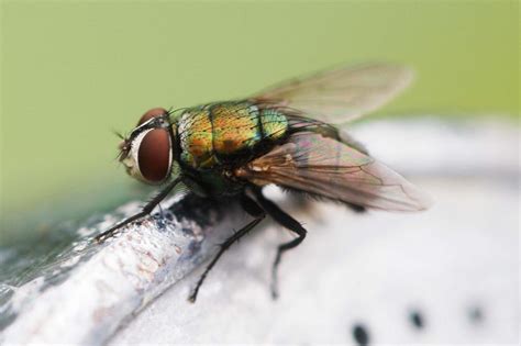 What You Need To Know About The Different Fly Species In Australia